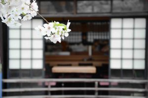 Sakura vor dem Restaurant