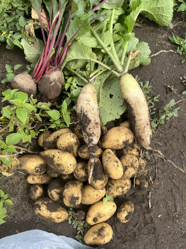 Gemüse: Kartoffeln, Rote Bete, Chinakohl