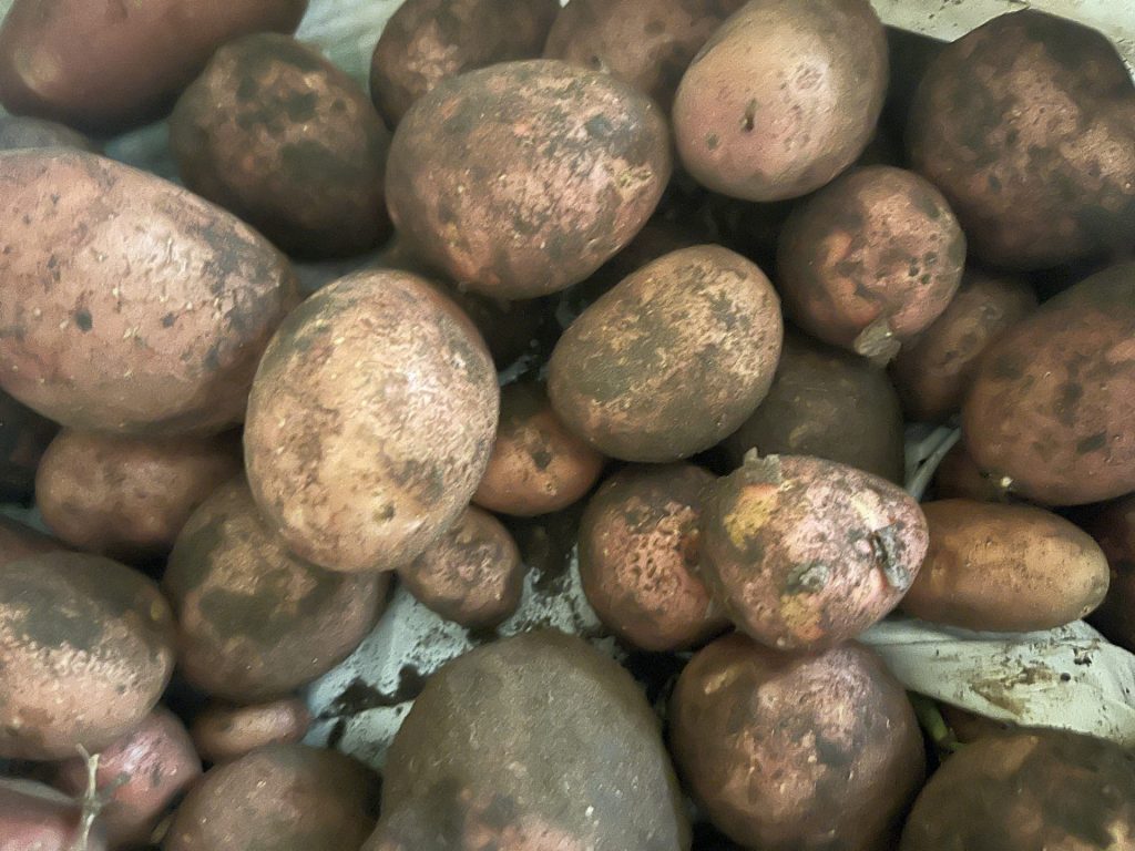 Kartoffeln